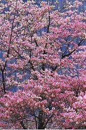 知名玩具动画改编《爱心小熊：救援行动》Steam页面 年内发售